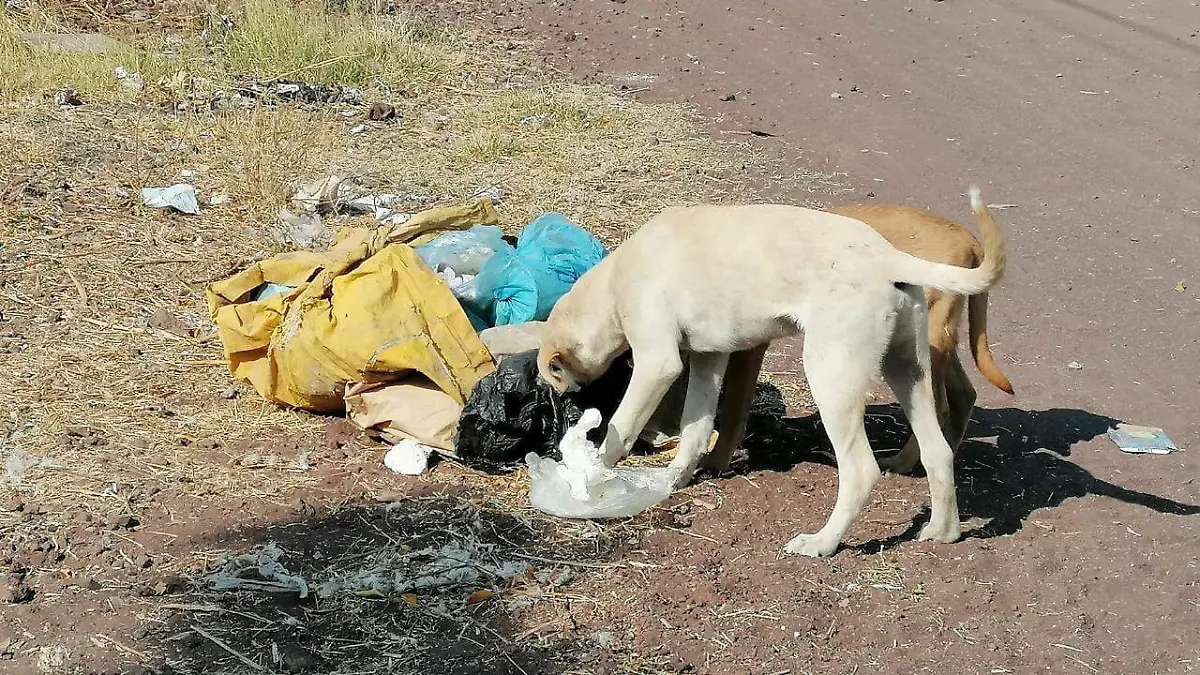 DEBEN SANCIONAR A DUENOS QUE ABANDONEN ANIMALES DOMESTICOS EN LA VIA PUBLICA  (1)